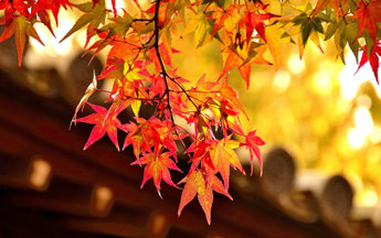 Chasing colours: Autumn leaves on a budget, Blog