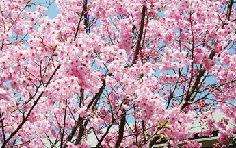 cherry blossom flower