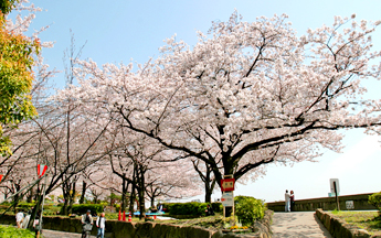 东京著名的 隅田公园的樱花 Fujita Kanko Inc